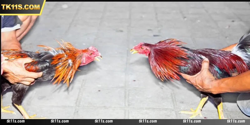 A diverse range of popular cockfighting betting categories in 2026