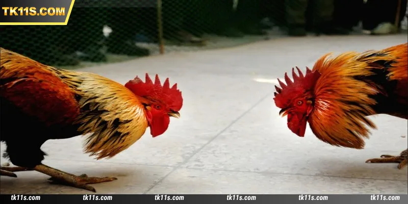 Carefully study the behavior of fighting roosters before placing bets