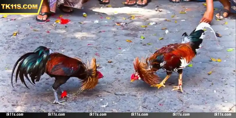 Cockfighting betting comes in many forms and is well worth participating in
