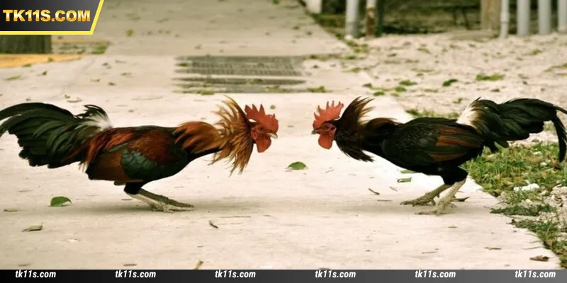 Cockfighting is a diverse form of gambling that requires understanding
