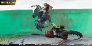 Ds88 Cockfight