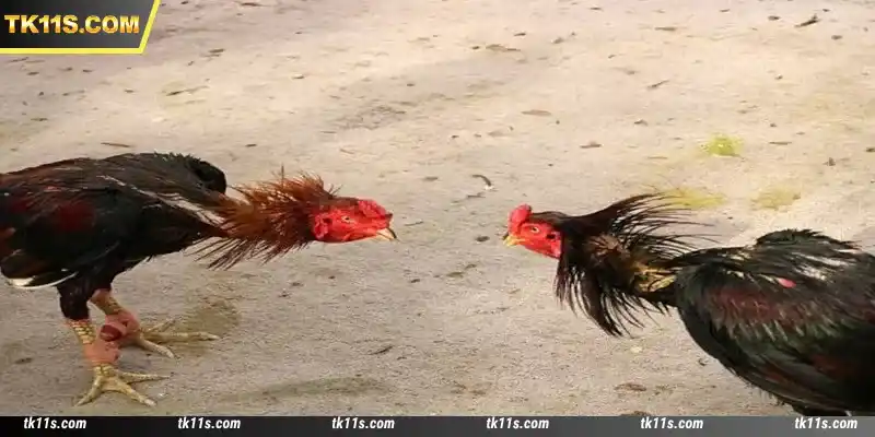 DS88 Cockfight is renowned as a high-quality lobby in TK11