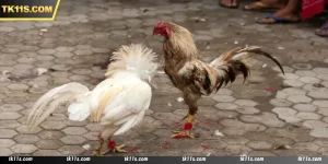S128 Cockfight