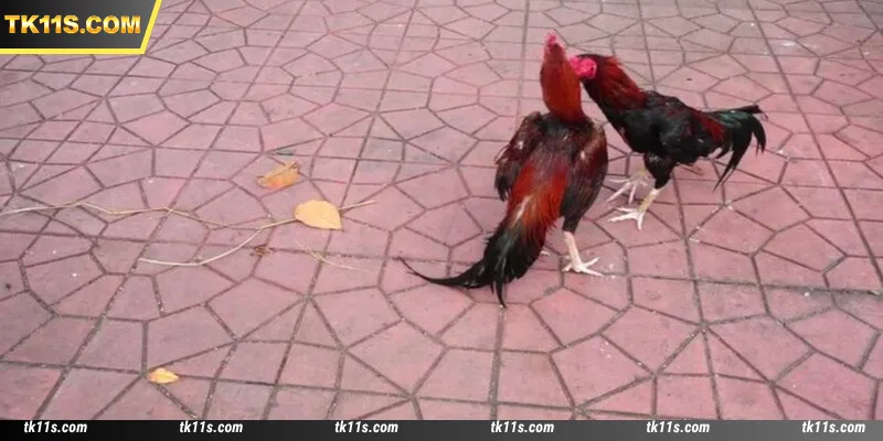 S128 Cockfight offers an incredibly exciting gaming experience at the TK11