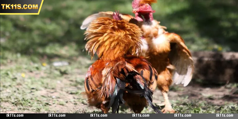 SV388 Cockfight is a favorite among bettors