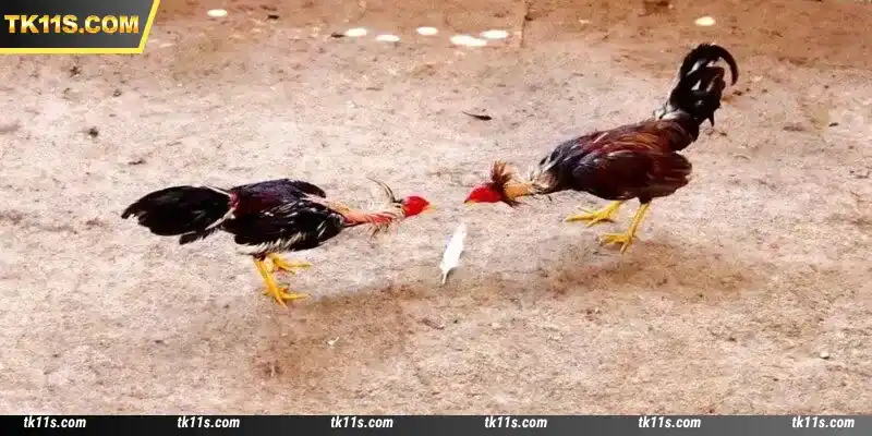 Sv388 Cockfight