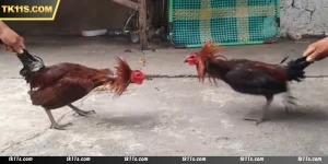 Ws168 Cockfight
